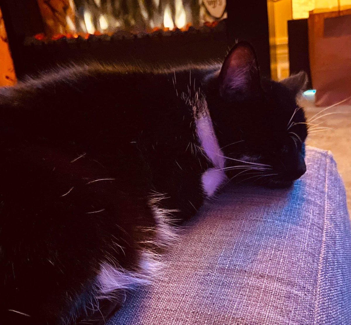 me0wza1's tweet photo. 4 years since I was given my sidekick🥺♥️🎄#MinnieCat #SheLivingTheLife https://t.co/zZ07acsmBk
