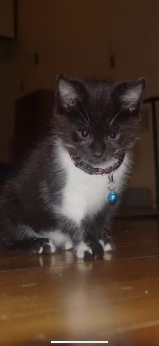me0wza1's tweet photo. 4 years since I was given my sidekick🥺♥️🎄#MinnieCat #SheLivingTheLife https://t.co/zZ07acsmBk