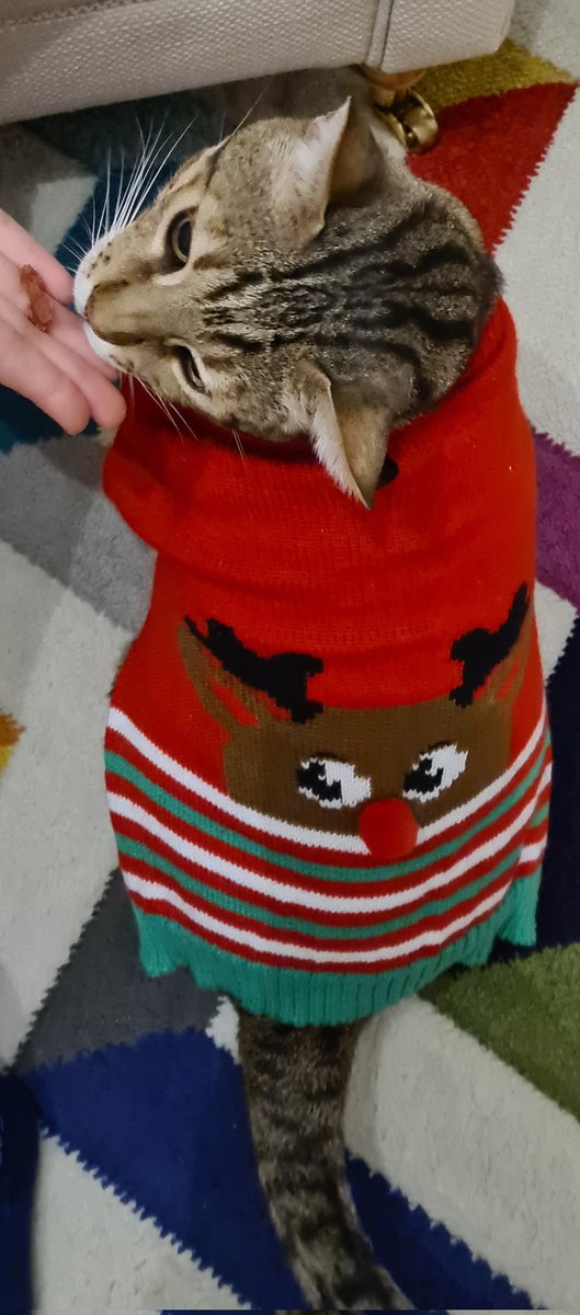 EdisonChubbyCat's tweet photo. New Christmas Jumper! Feeling mighty fine!!
#Christmas2021 #ChristmasJumperDay  #Bengals #CatsOfTwitter #cats #Cat #catsofinstagram https://t.co/XeseSW35Cp