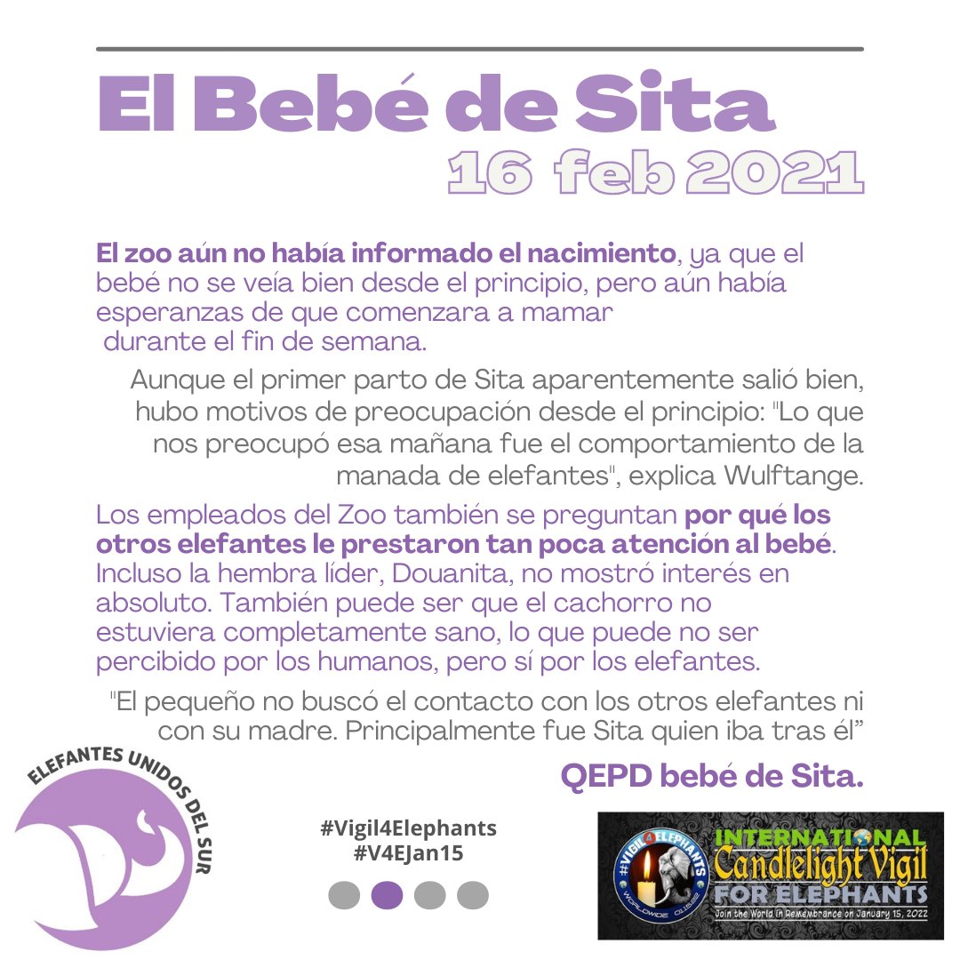 Vigilia por nuestros elefantes fallecidos en cautiverio o en Santuarios.
💜🐘🕯🐘💜
#Vigil4Elephants  #V4EJan15 #RIPSitasBaby   #Germany #elephants #elephantsofinstagram #elephant #captivitykills #PersonaNoHumana #NonHumanPerson