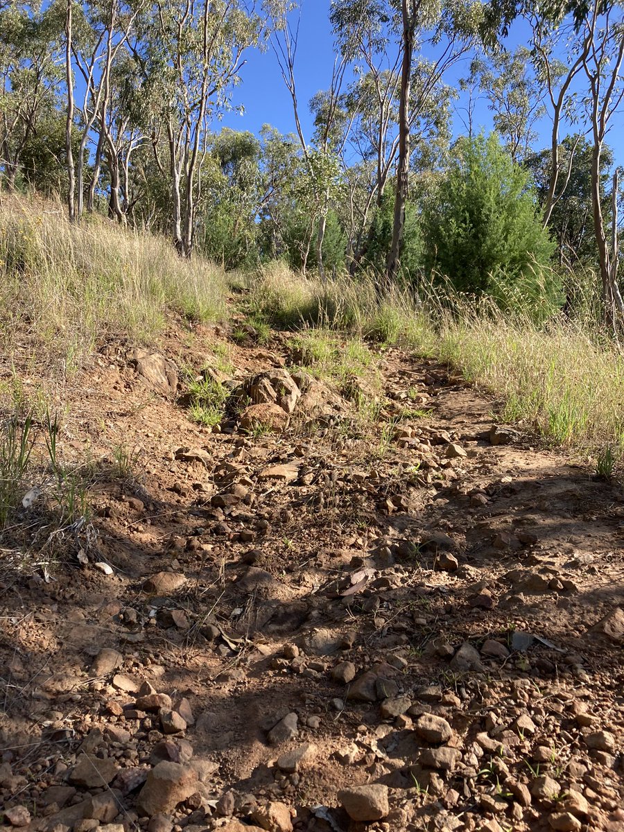 KenGrimson's tweet photo. Nice to hear the Kookaburras in the late afternoon on #waggawagga’s Willans Hill. #runCharlesSturtrun #charlessturtalumni https://t.co/PcW0mPGo8d