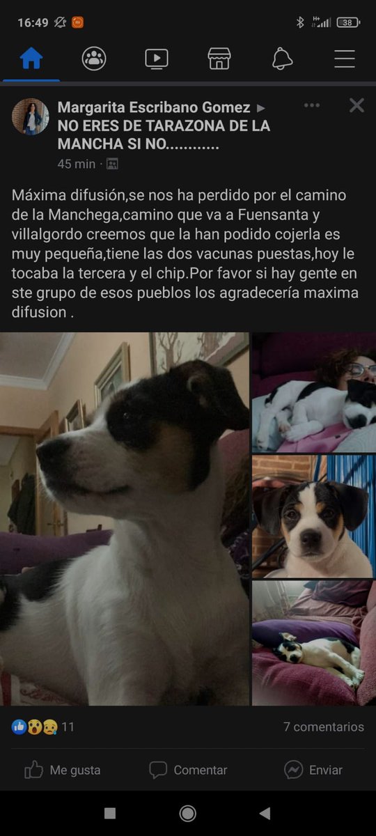 lopeztara8's tweet photo. Máxima difusión gracias se a perdido entre Tarazona villalgordo Fuensanta montalvos la roda https://t.co/00iMto0kgc