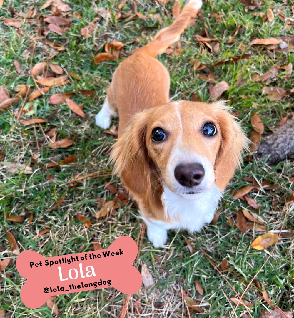 This weeks Vista pet spotlight goes to Lola! She is so sweet &amp; loves attention! 😍 Lola loves stealing toilet paper from her hooman, &amp; hanging out with her bestie, Topper! Be sure to say hello when you see her around! 🧻😇🐶
.
.
Be sure to tag us in your pet pictures &amp; pages.