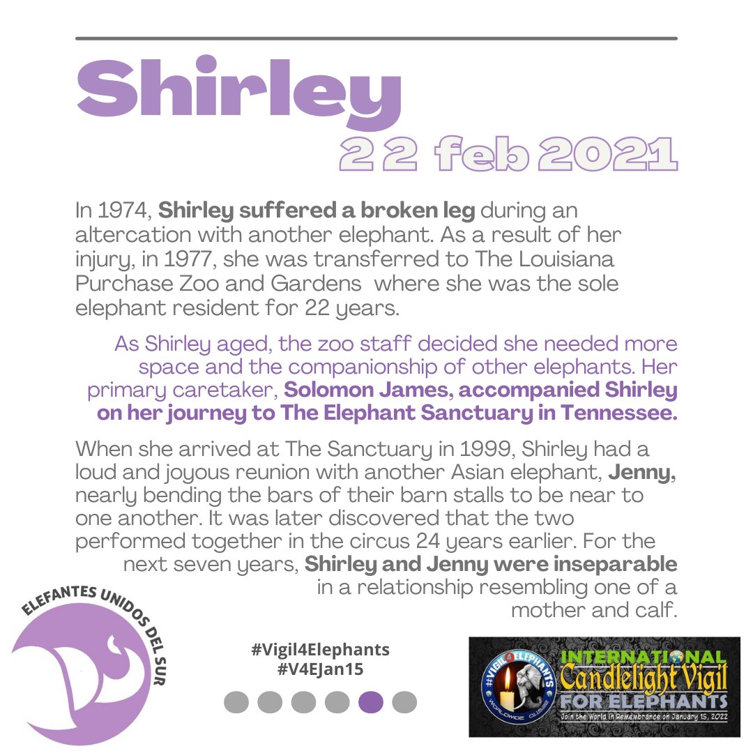 EUDS_Elefantes's tweet photo. SHIRLEY  - Feb 22, 2021 – Tennessee, USA
(ENG)  Vigil for our elephants who died in captivity or in Sanctuaries. 🐘🕯🐘
@ElephantsTN
#Vigil4Elephants  #V4EJan15 #RIPShirley   #Tennessee  #USA #elephants #elephantsofinstagram #elephant #PersonaNoHumana #NonHumanPerson https://t.co/PDWDpAx3RE