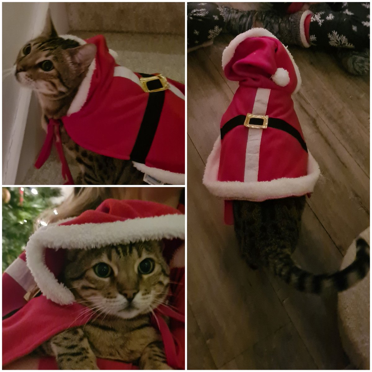 EdisonChubbyCat's tweet photo. Santa Cat or Little Red Riding Cat?!?!
#Christmas2021 #christmasiscoming #CatsOfTwitter #catsofinstagram #cats #Bengals https://t.co/h9e7DnqsBp