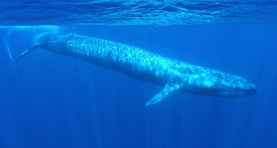 Самое крупное современное животное синий кит. Синий кит блювал. Синий кит (голубой кит). Голубой кит Balaenoptera musculus. Китообразные синий кит.
