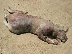 darth_erogenous's tweet photo. My dog's been asleep for 3 days https://t.co/vgxd8NpeQG