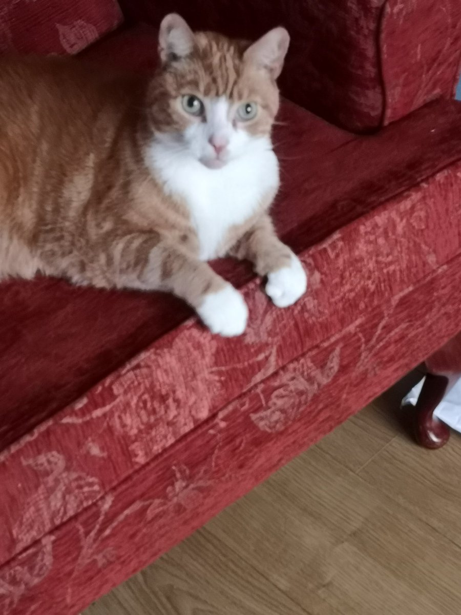 kim_wears's tweet photo. @olliebessell @piersmorgan No arguing, here is a lush cat xxx https://t.co/Xj3RkrTkwN