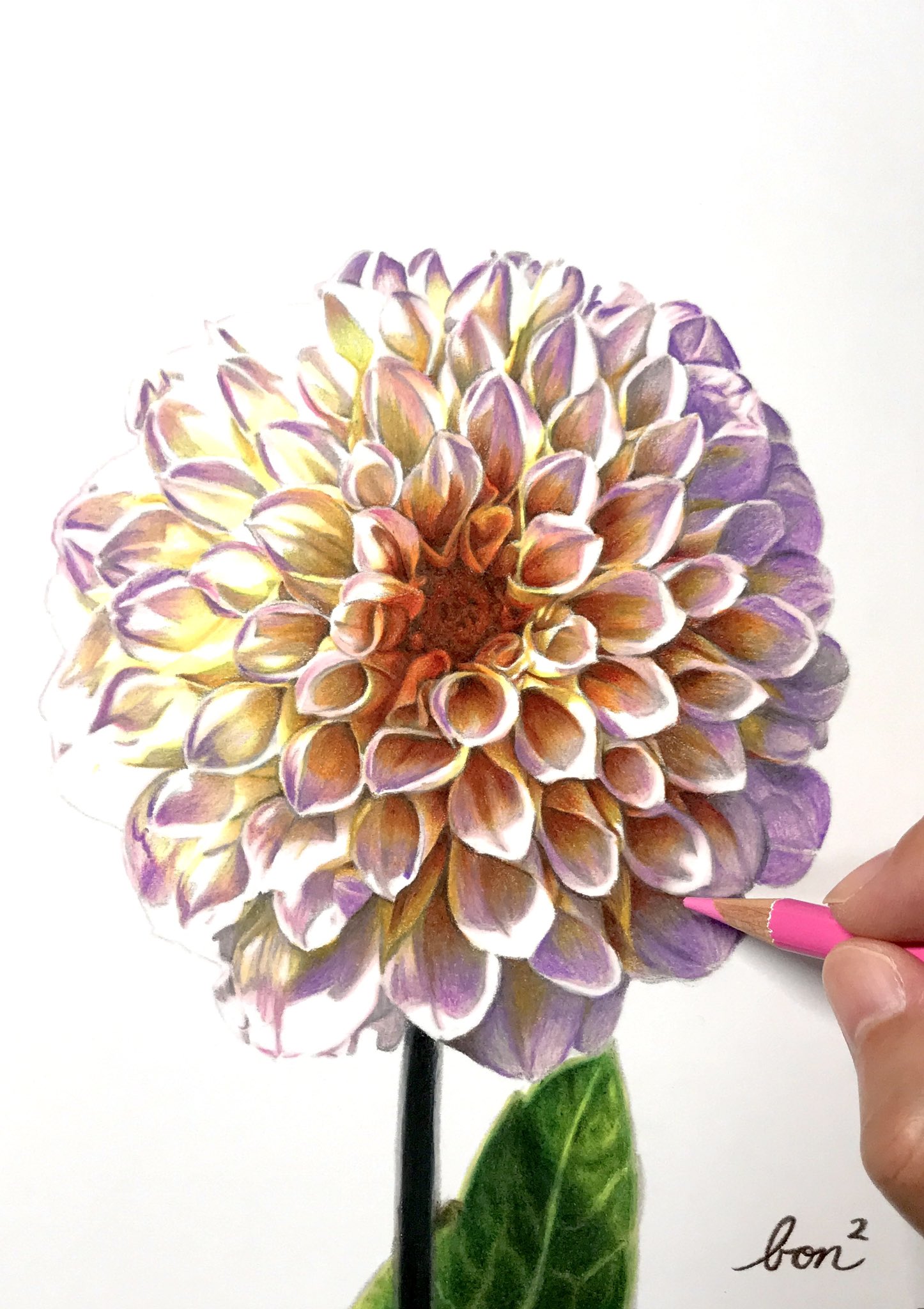 ぼんぼん 色鉛筆で描いたダリア みんなで色鉛筆イラスト見せ合おうよ T Co 6wfbgmtcm4 Twitter