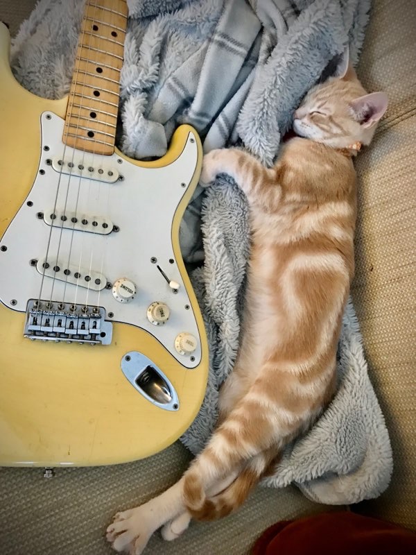 metroguitars's tweet photo. Something a little different that I couldn’t resist, special thanks to photographer Ian Hooper!
How would you caption this?
So far, I’ve heard Finlay Tabbycaster, Cat with Strat and Cat Strat Fever…. https://t.co/DFZ5UEfjga