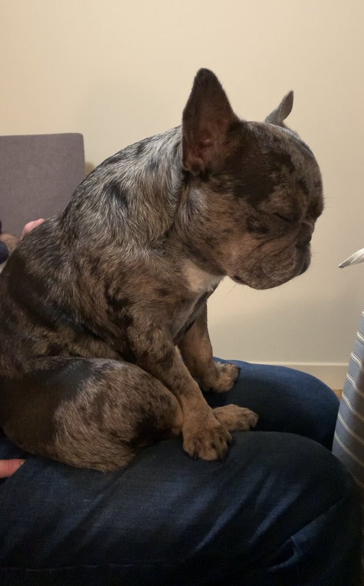 CorrieMoreau's tweet photo. How it starts and how it ends. #FrenchBulldog #LongDinner #TeamPeanut https://t.co/NlarxXNgj7