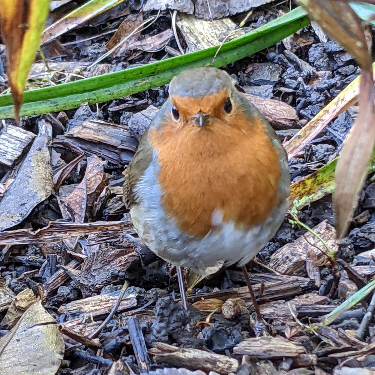 @Chrissygardens @GardensHour This is my little friend #gardenshour