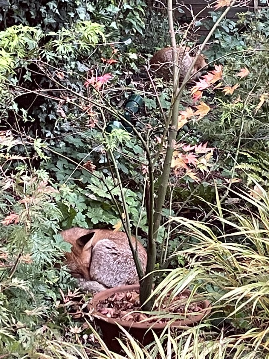 #gardenshour Can you spot them? Two curled up foxes. #winterwildlife #londoncottagegarden