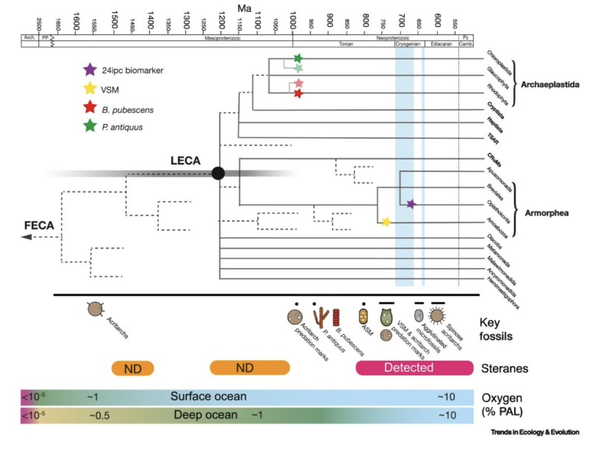 PhoebeFossil's tweet photo. Super proud and excited to share my paper with @dr_robkod in @Trends_Ecol_Evo  - "The earliest history of eukaryotic life: uncovering an evolutionary story through the integration of biological and geological data". Free until Feb 8th here: https://t.co/5iVtEoUjEh https://t.co/uSsqCapKLO