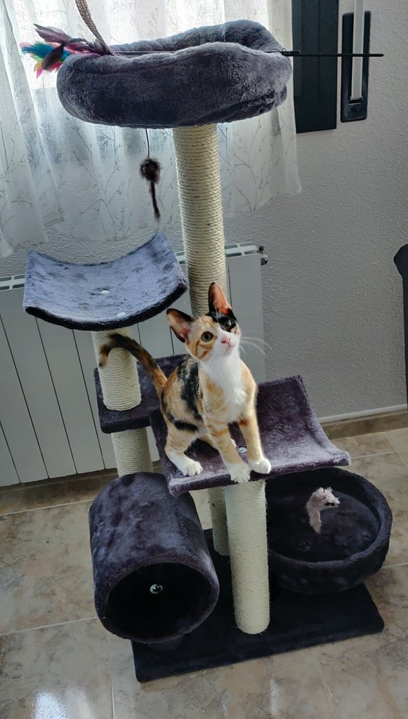 𝒐𝒍𝒈𝒂. 🪷 ˖ ⁺ ༝ ۫ tweet media