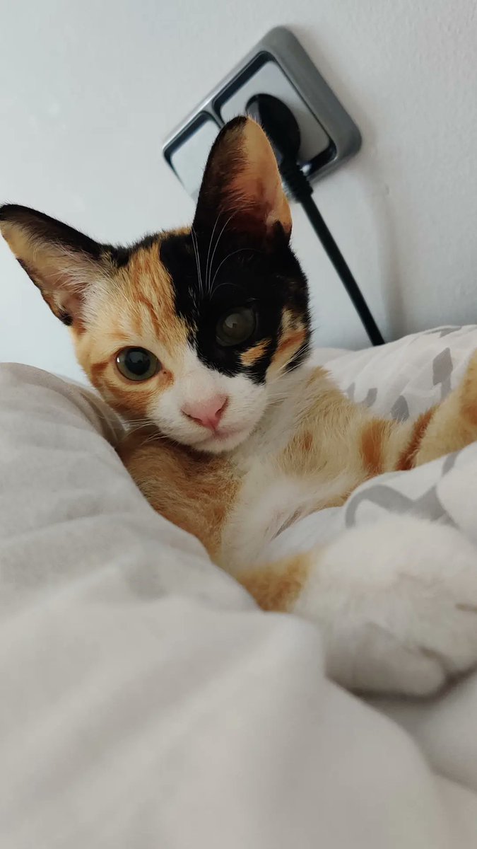 𝒐𝒍𝒈𝒂. 🪷 ˖ ⁺ ༝ ۫ tweet media