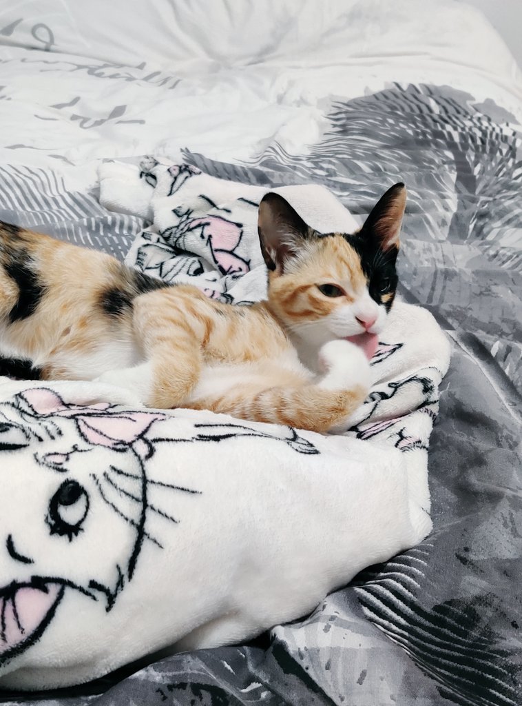 𝒐𝒍𝒈𝒂. 🪷 ˖ ⁺ ༝ ۫ tweet media