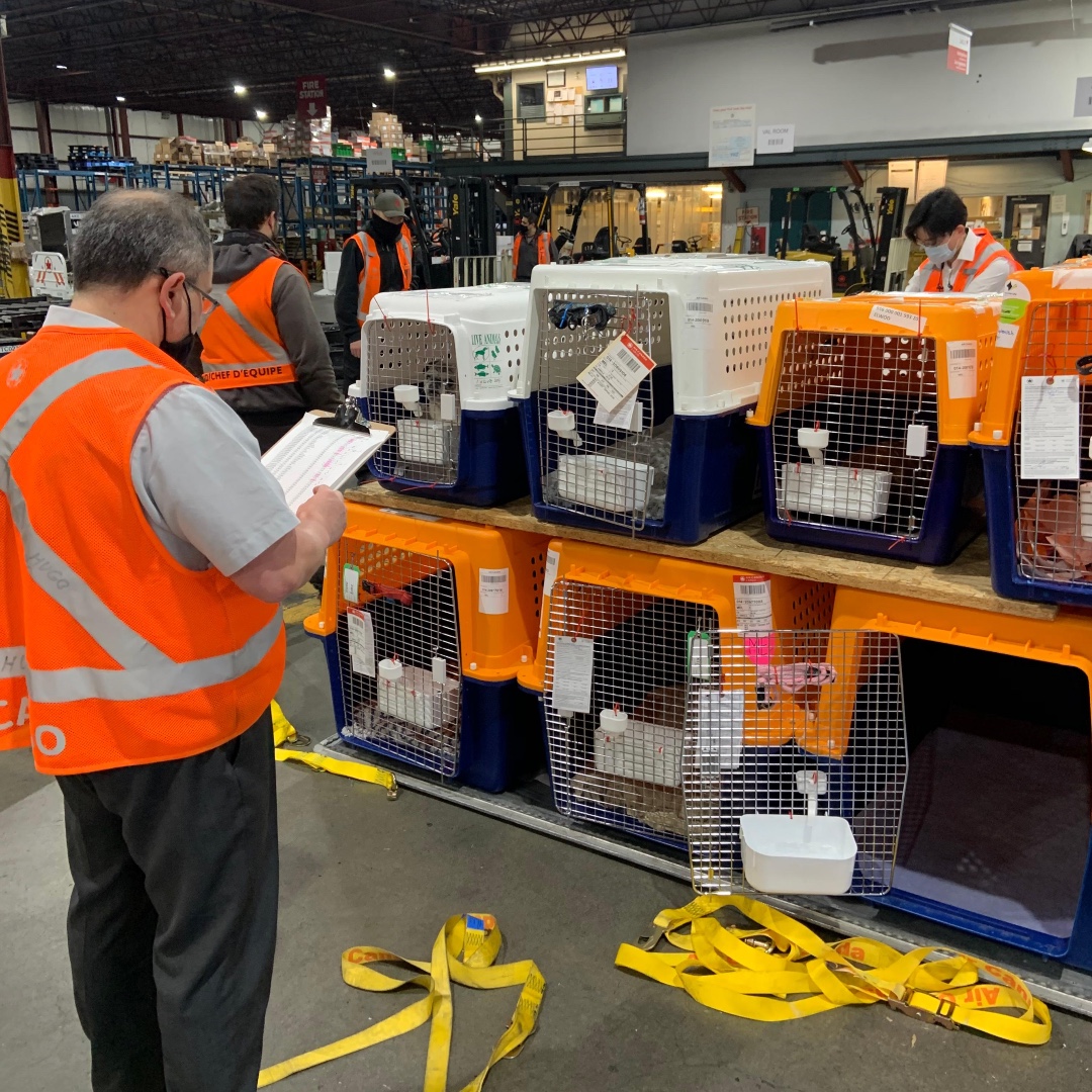 WWanimaltravel's tweet image. In February many of you had family members relocated to join you from Australia. Here is a behind the scenes when your furry family were dashing through airport security to meet you! 

#animalrelocation #animaltravel #animals #pet #pets #pettravel #petswhotravel