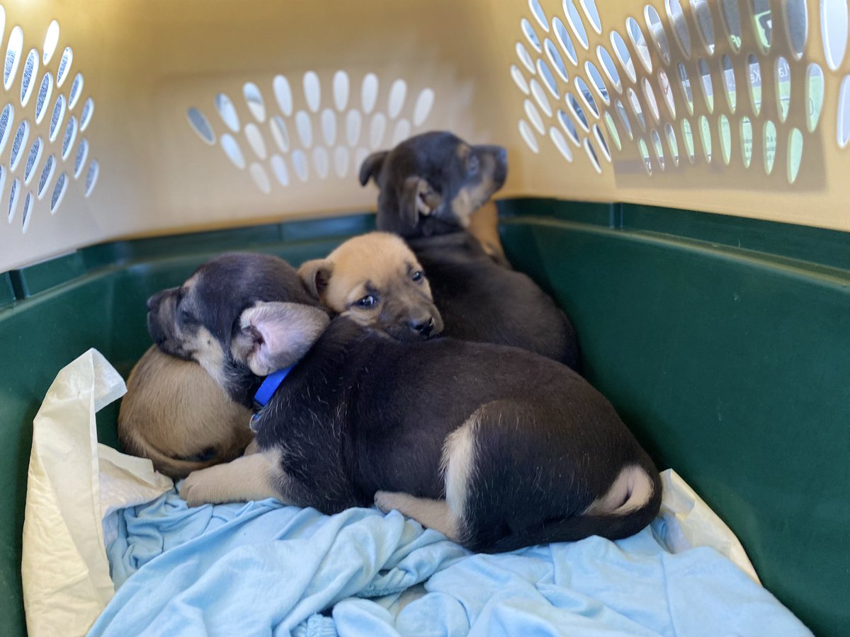 Pre-Christmas rescue with <a href="/PilotsNPaws/">Pilots N Paws</a>. These 3 adorable pups have a 2022 resolution to find furever homes. #AvGeek,#RescueDogs,#pilotlife