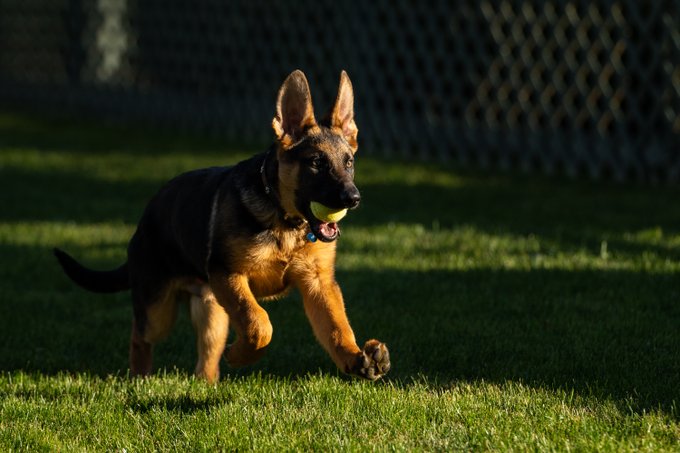 Puppy Commander plays fetch at the White House