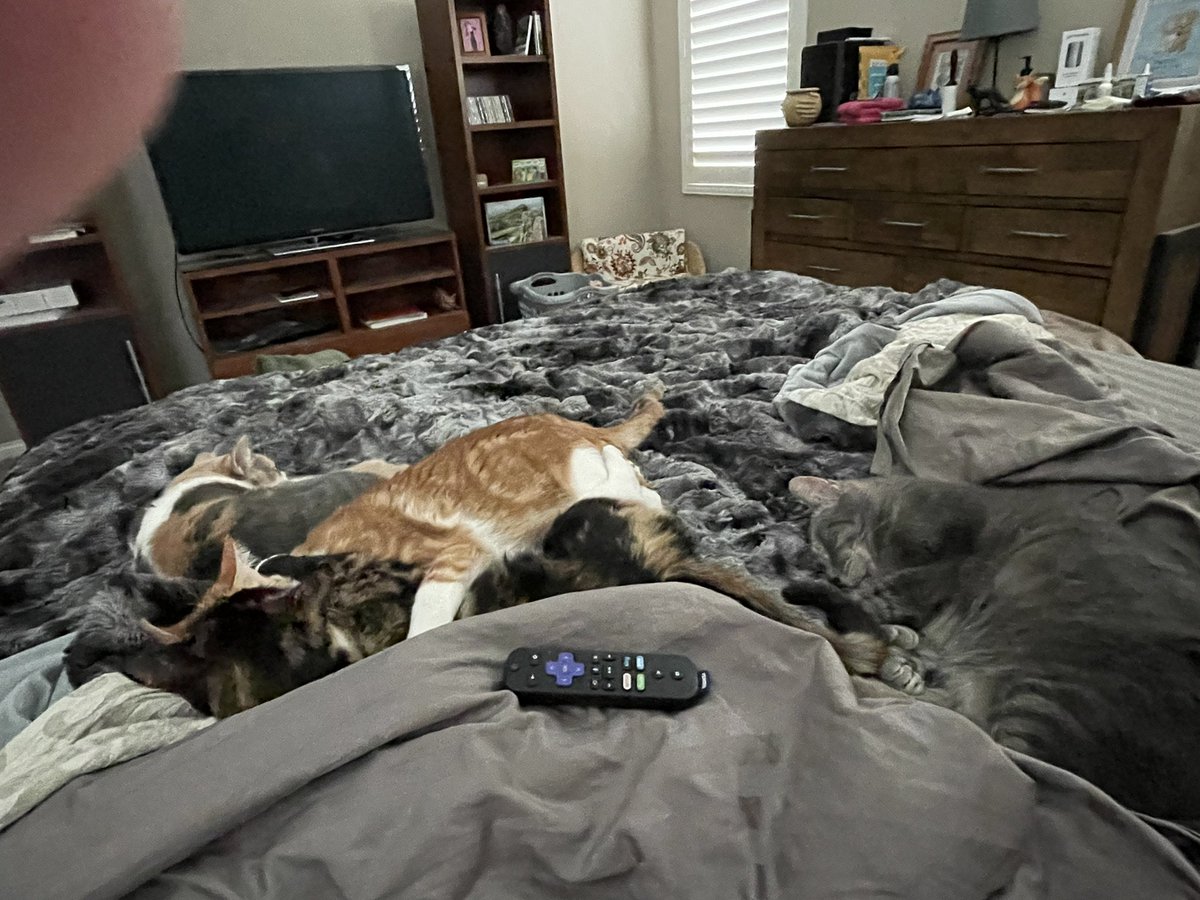 The Foxes' Cats tweet media