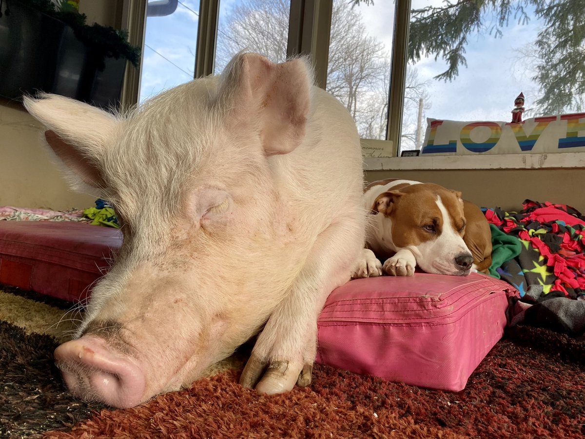 EstherThePig's tweet photo. In all the ways that matter we’re the same. https://t.co/do9qYq9cr8
