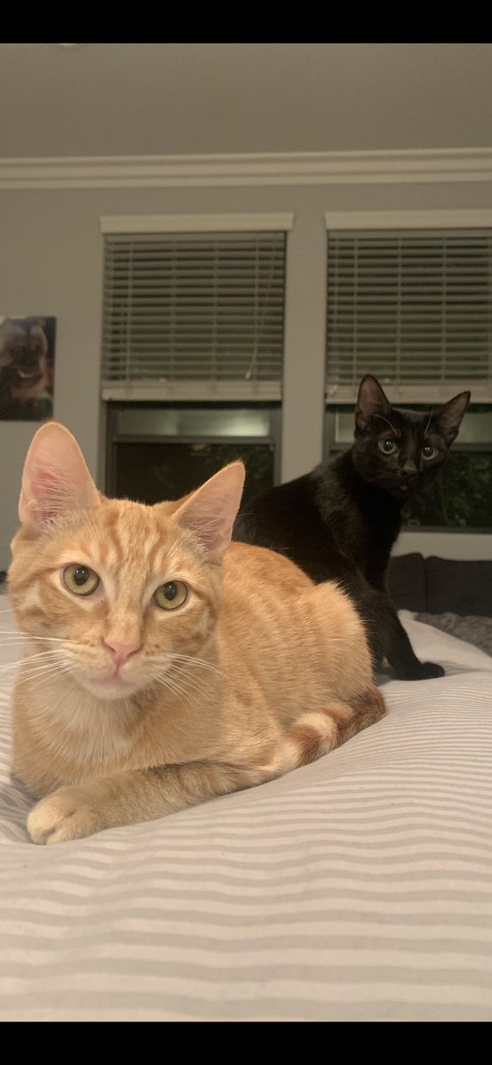 LoriHitner's tweet photo. Been fostering 2 kittens that need a forever home! Please spread the word Los Angeles. They are the best! You can also follow them on IG (suddenfoster) https://t.co/ubwkEChfo8