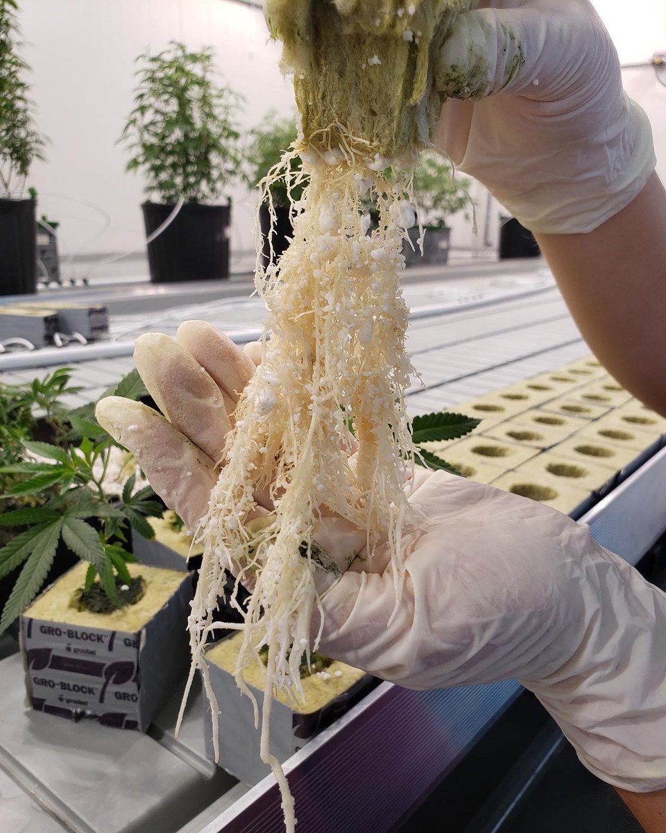 StevenConville's tweet photo. We're so close to our first harvest at @KronicReliefTO! Here are some photos of our beautiful #KRPink &amp; #FirstClassFunk roots 👀 https://t.co/welzM83IAn
