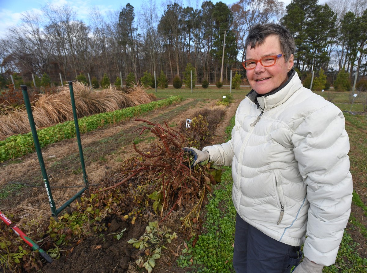 UMESHaley's tweet photo. Tis the season for RED! #UMES Specialty Herb Consultant Henriette den Ouden has a new plant in her test plot, #redsage. The Chinese herb, a potentially profitable #specialtycrop, has an attractive flower in the summer and red roots for harvesting in Dec. https://t.co/4JgBxbkGGU https://t.co/IsuMZpHijK