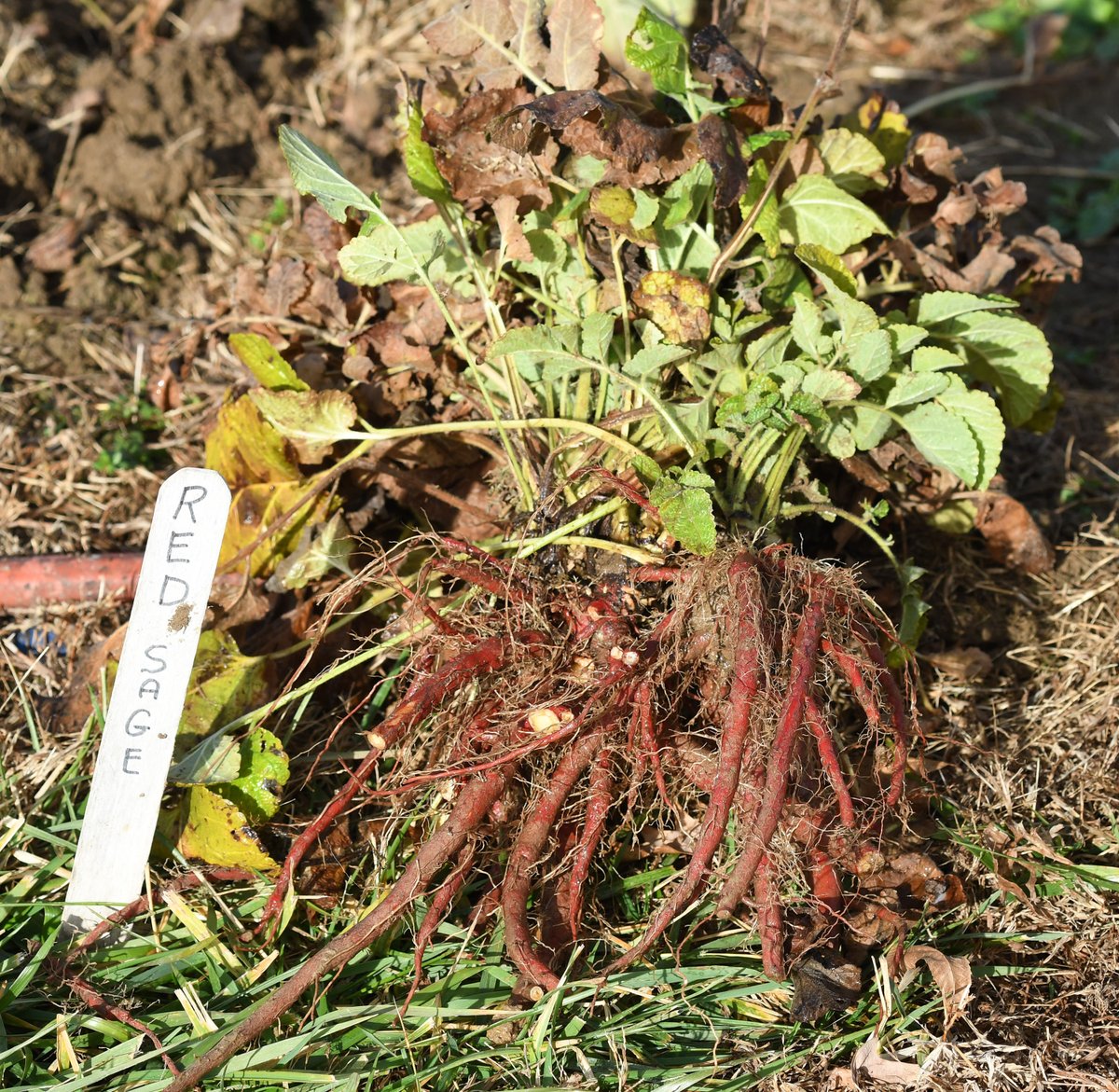 UMESHaley's tweet photo. Tis the season for RED! #UMES Specialty Herb Consultant Henriette den Ouden has a new plant in her test plot, #redsage. The Chinese herb, a potentially profitable #specialtycrop, has an attractive flower in the summer and red roots for harvesting in Dec. https://t.co/4JgBxbkGGU https://t.co/IsuMZpHijK