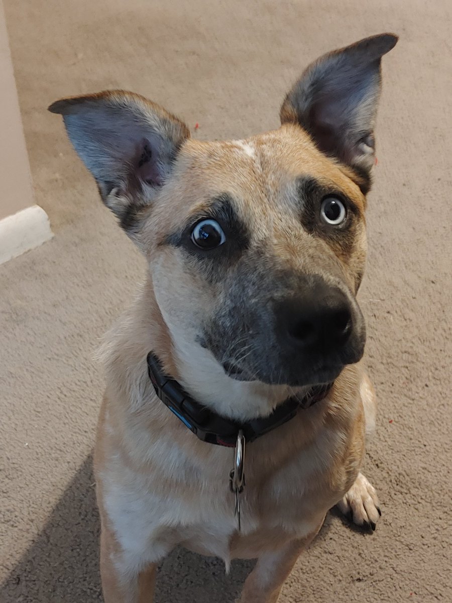 midnightshad's tweet photo. @jessbubger go-go girl aka goanna baby https://t.co/FtQGIJ8z3Y