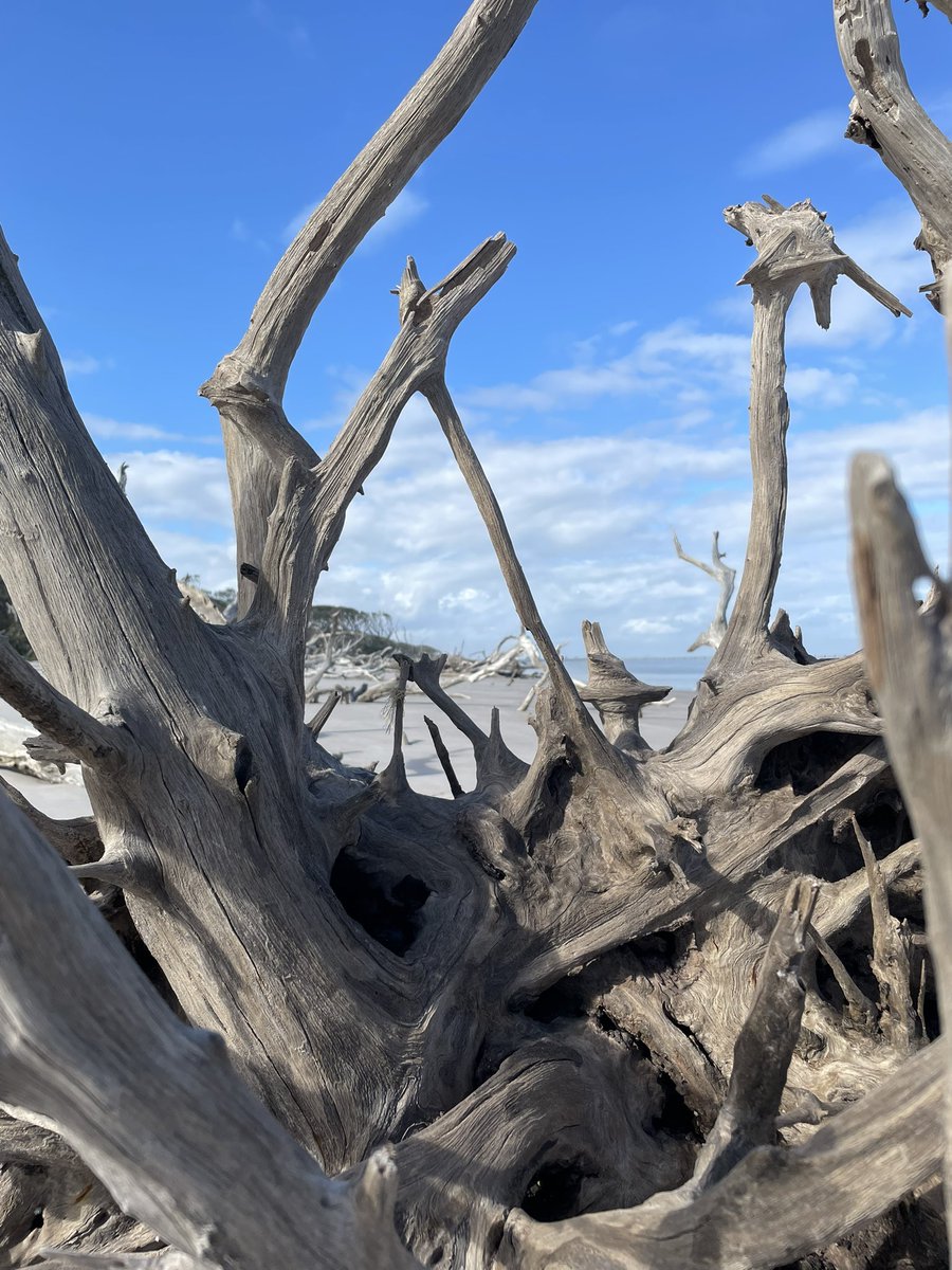 dsharden's tweet photo. #boneyardbeach #bigtalbot #atlanticocean #peace #love #joy https://t.co/YWMm7ykhSq