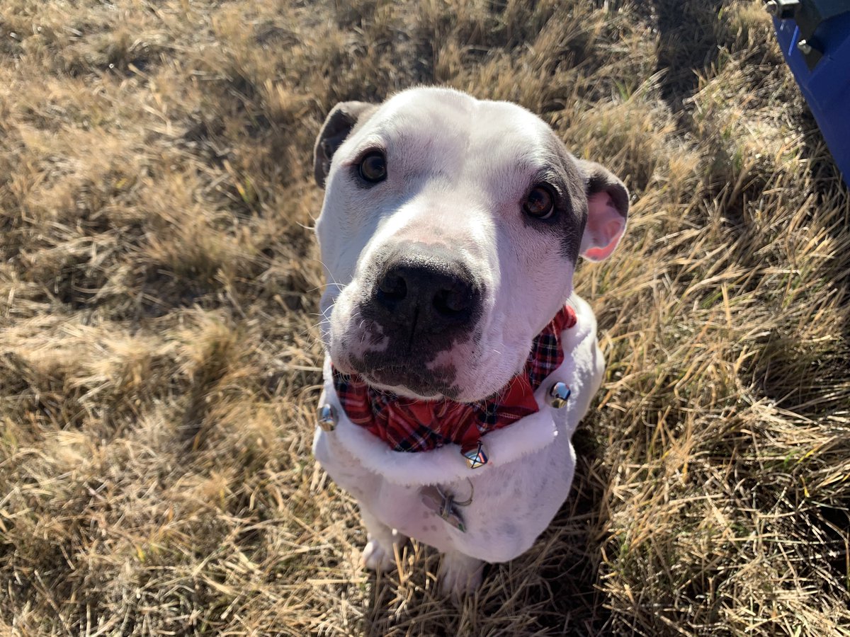 TetonCountySAR's tweet photo. On the eighth day of Christmas, say hello to Ashley and Will. Ashley is part of the new class of volunteers that joined TCSAR in 2021, and Will is a 9-year-old American Staffordshire Terrier who just loves mini marshmallows. https://t.co/rqzGwCrvYe