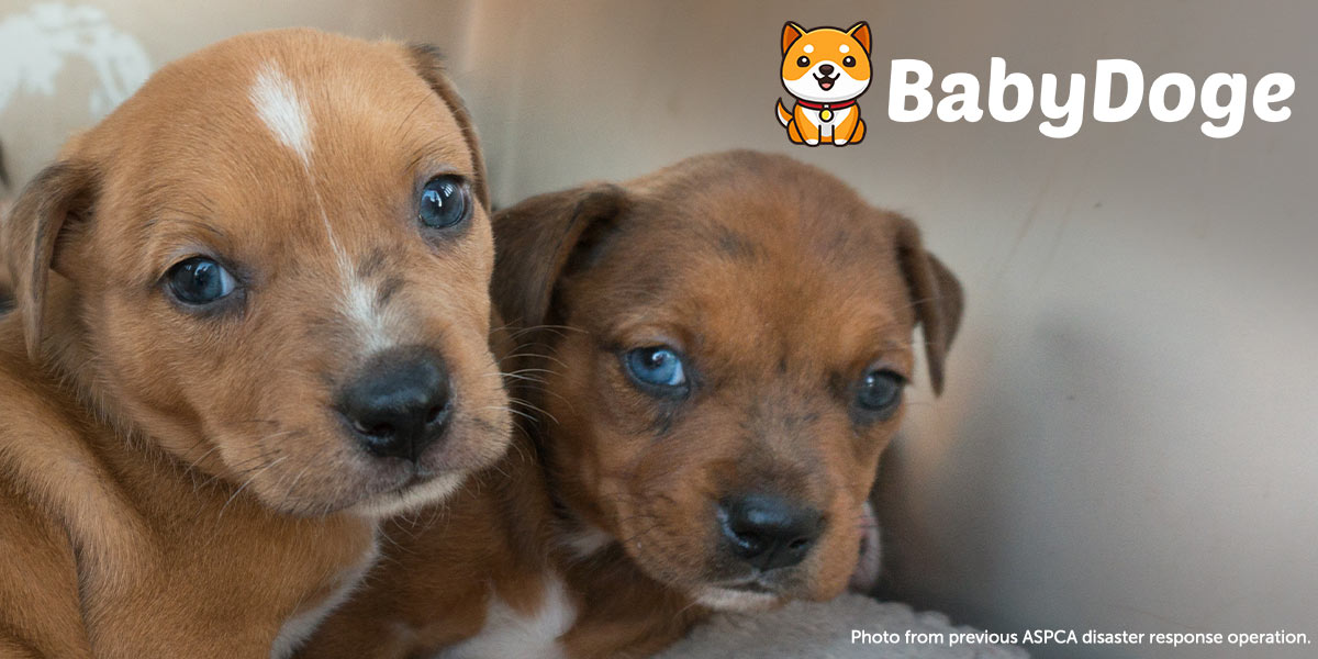 ASPCA's tweet photo. It's a match! Thanks to the generous commitment of our friends at @babydoge, they will be matching donations up to $50,000 on our Instagram fundraiser from Monday, December 20, to Friday, December 31, 2021: https://t.co/N7GgWv57rA https://t.co/RHfFehS0fs