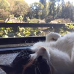 Japanese with Tomokoのツイート画像