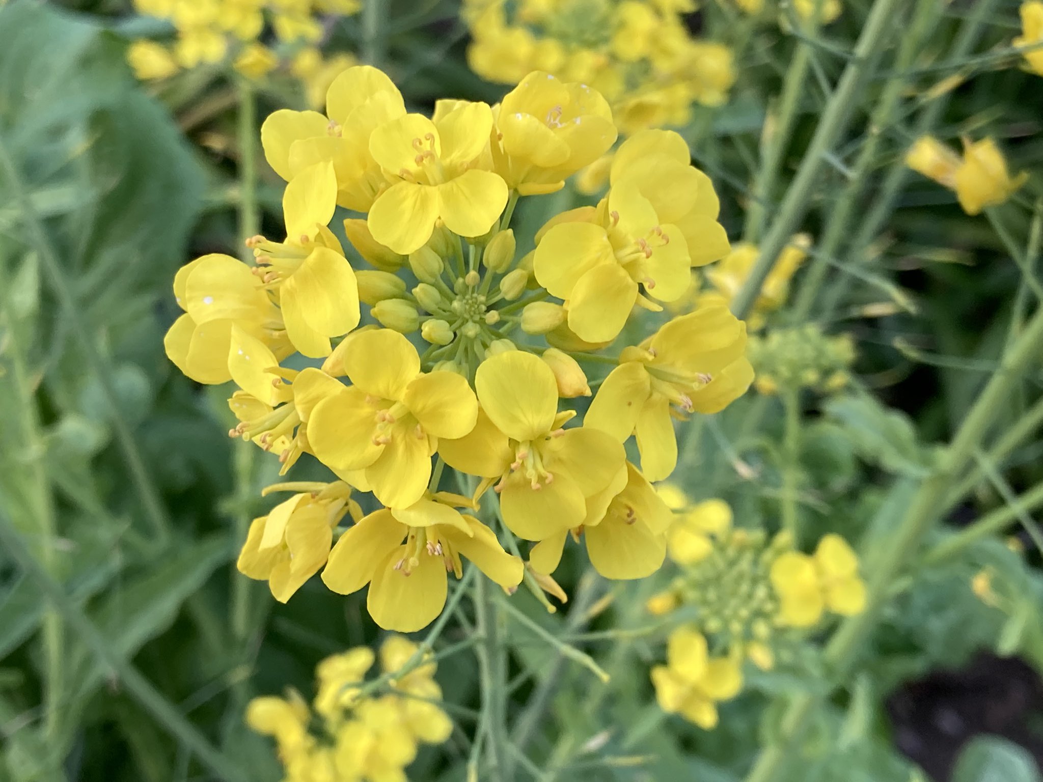 かぶの花 Twitter Search Twitter
