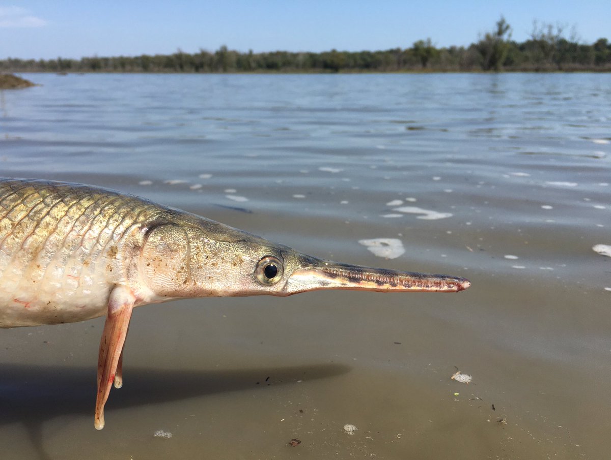 SallmannC's tweet image. Spotted Gar at one of our study sites. That’s it. That’s the tweet. #GarLab