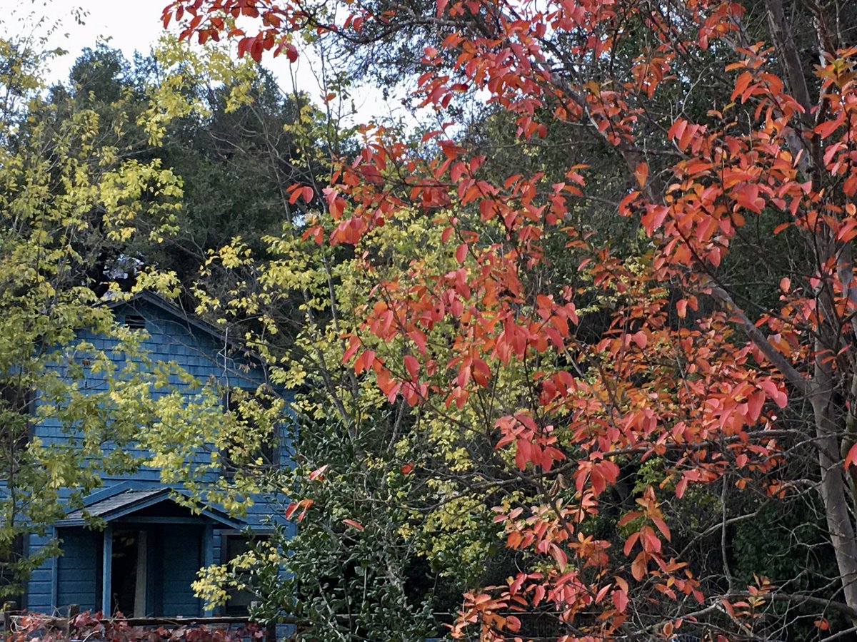AlisaVarney's tweet photo. Goodbye fall. You know how to do glorious color. #fall #fallcolor #lastdayoffall #GardeningTwitter #gardens https://t.co/i1e55wN7fb