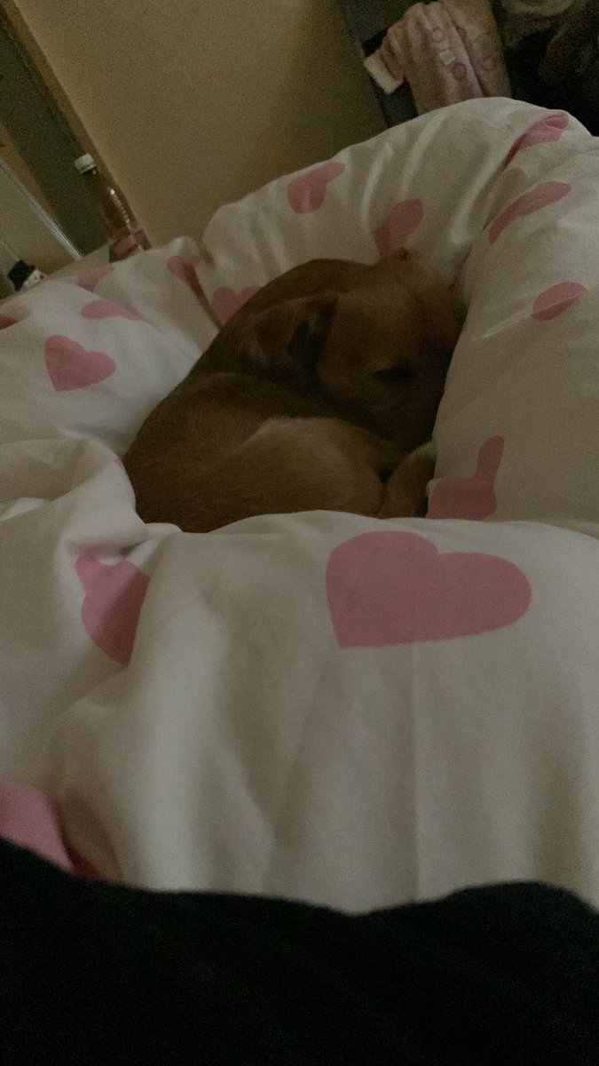 Bambilicous2's tweet photo. It was a busy day…time to sleep. How was your day?

#dogs #cutedogs #DogsofTwittter #CuteAnimals #hunde #hundeliebe #hundeglück #hundeleben #tierschutz #tierschutzhund #AdoptDontShop #AdoptDontBuy https://t.co/2MrTmP4tFs
