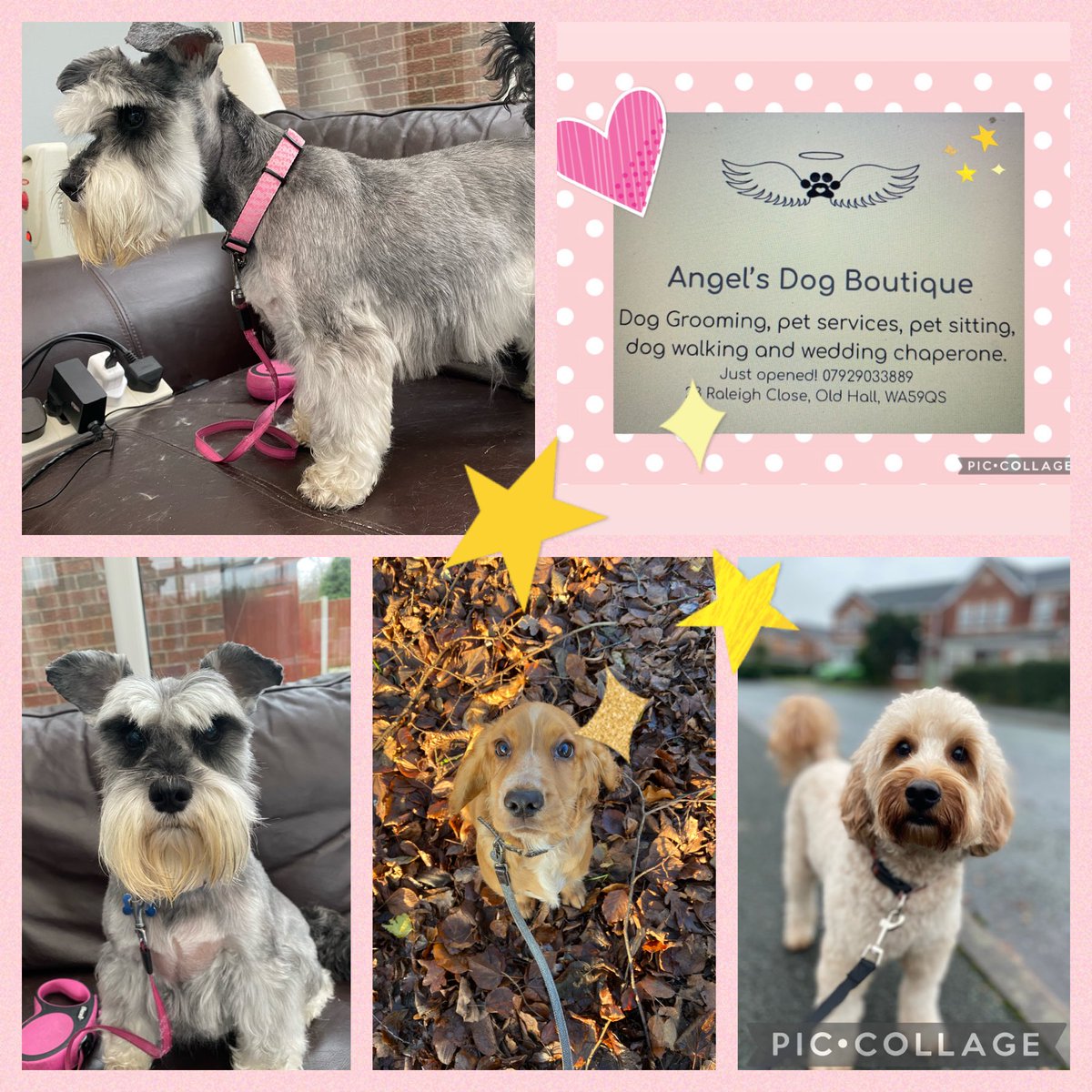 Angels Dog Boutique Westbrook Warrington (@angelwingsfloat) on Twitter photo 