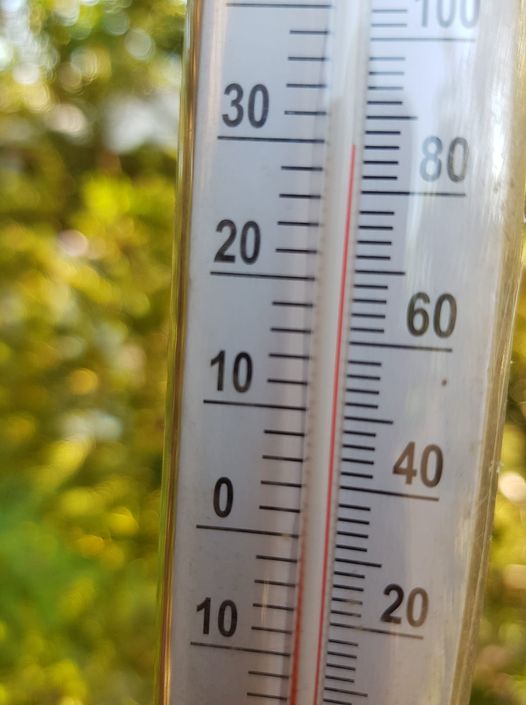 TCatchment's tweet photo. Blessings for the Solstice! At 9am this morning, the temperature was nudging 30C under Mabel. Stay cool! #MabeltheSwampMahogany #water4wildlife https://t.co/FgCLFPKYdM