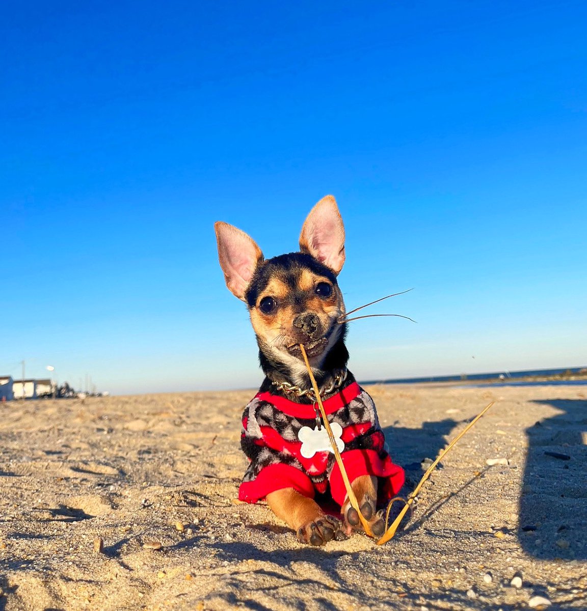 welovekuzco's tweet photo. Hey guys! 

My name is kuzco, I love the beach, I love sticks and if you zoom in on my nose you’ll see I love to dig some sand too 😳 #Chihuahua #Dog #bestfriends https://t.co/xw4vGWV2ey