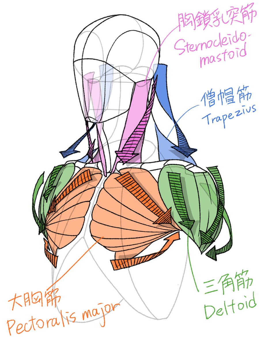 「肩わまりの筋の流れ 」|伊豆の美術解剖学者のイラスト