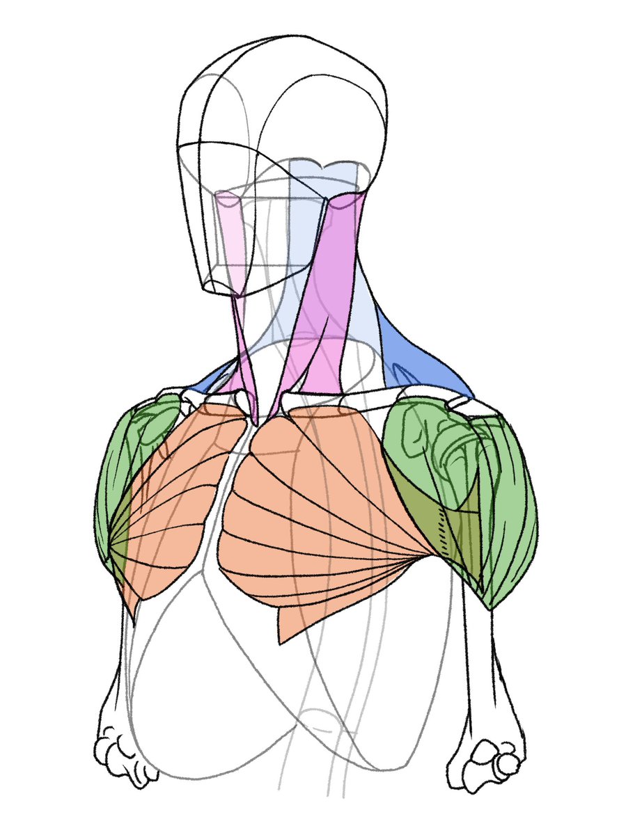 「肩わまりの筋の流れ 」|伊豆の美術解剖学者のイラスト