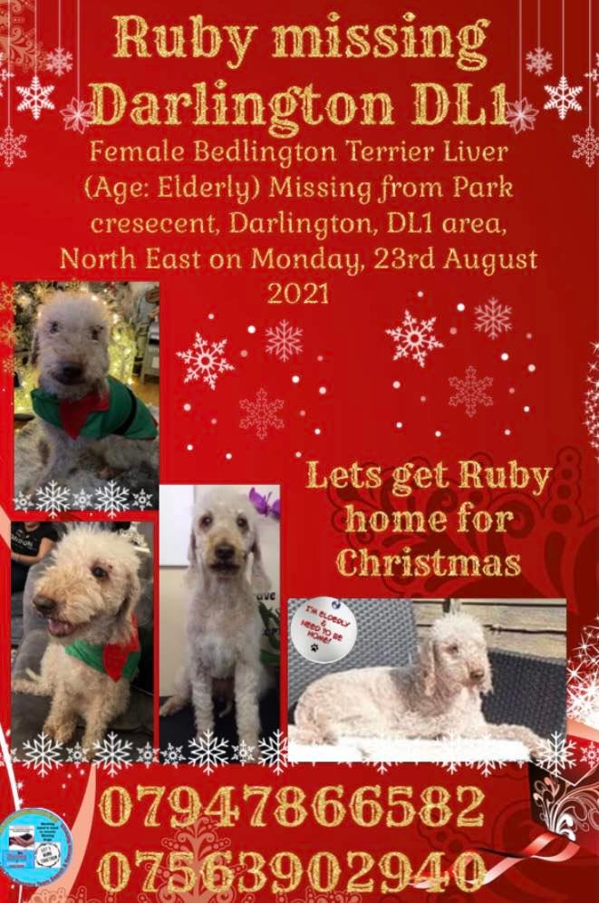 Female #BedlingtonTerrier #Ruby went #missing from #ParkCrescent #Darlington #DL1 area, on Monday 23/8/21. FB Page: facebook.com/groups/8559746… #dogs #dogsoftwitter #MissingDog