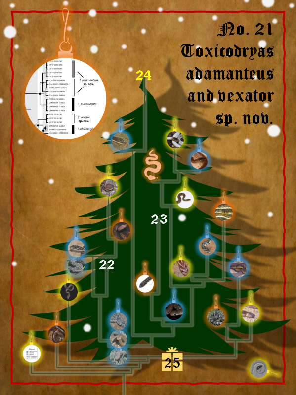 DammMaik's tweet photo. On the Twenty-first day of Christmas
The scientists brought to me
Two more sneks for the #snaketree …

Toxicodryas adamanteus and T. vexator, a diamond and a stalker from Central Africa.

@EliGreenbaumPhD et al. 2021_04_27
https://t.co/ICucLdF2Ub https://t.co/Hl41jbgUQV