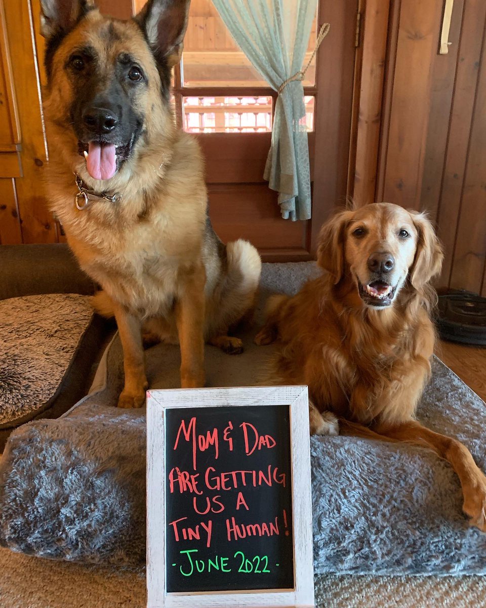The_Real_NinaG's tweet photo. The Gregerson-Alexander household will be adding tiny human (and Sadie & I will be officially out numbered) in June 2022 🤍💙 thanks to @crookedmedia for baby’s first onesie ✌🏼
#pregnancyannouncement #babyboy #babiesforpaidfamilyleave #futureadvocate https://t.co/p6ZFqTWTuk