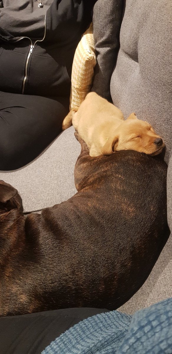 sharpullcoco's tweet photo. Hi fwens! I want you all to meet my little brother Archie! I do love him already and he only arrived yesterday! Please say hello to the little bundle of clumsy silliness with really cute paws! #staffie #labrador #puppylove #puppy https://t.co/TvC7y71dl7