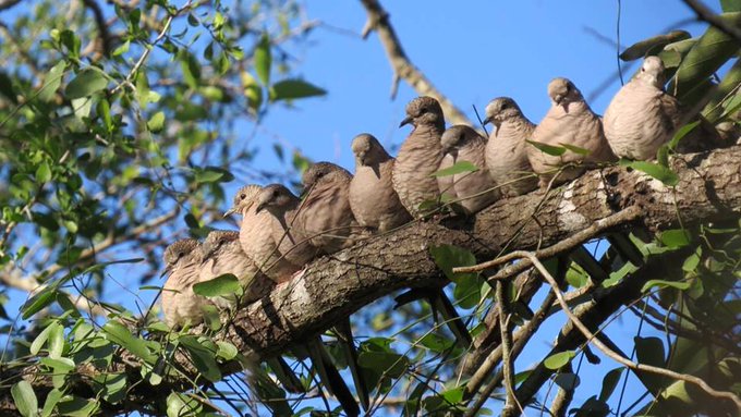 a_london_pigeon's tweet photo. Inca Doves (Columbina inca) get together to watch the humans pass by on the trail .. at Estero Llano Grande State Park #Weslaco #Texas #Feb2018   
via Texas State Parks @TPWDparks https://t.co/hXeXSnKzSC