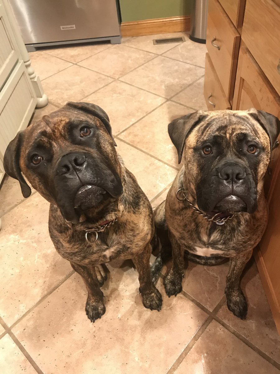 LouisLlpbowen's tweet photo. @boganella1 Jax, my two won’t let anything it the floor, eatable or not. #Bullmastiffs https://t.co/Oz4G6iDaPh